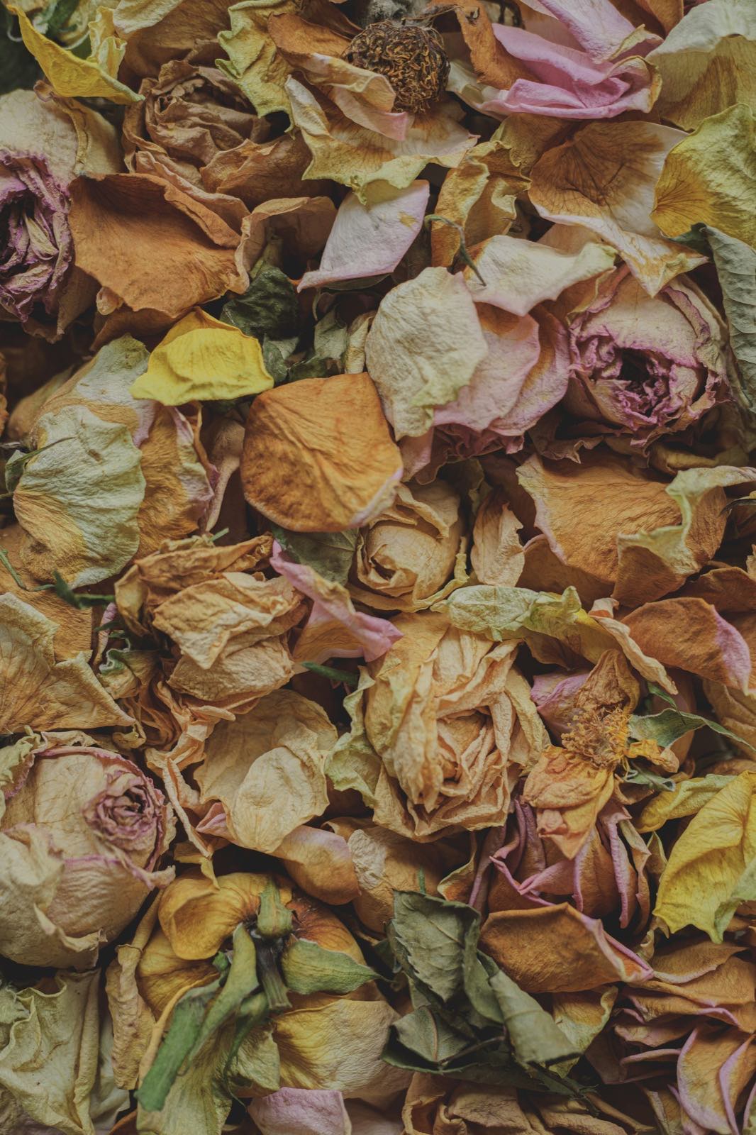 Dried rose petals in cream, blush and ochre